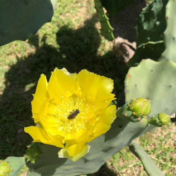 Meet your Posher, Virgie - Picture 4 of 6